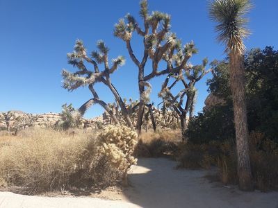 Joshua Tree: Self-Driving Audio Tour - photo 3