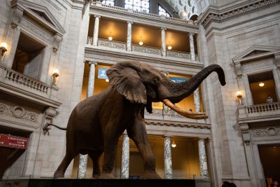 Washington D.C.: Smithsonian National Museum of Natural History Audio Tour