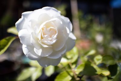 Vienna: Schonbrunn Palace Ticket & Imperial Audio Tour - photo 2