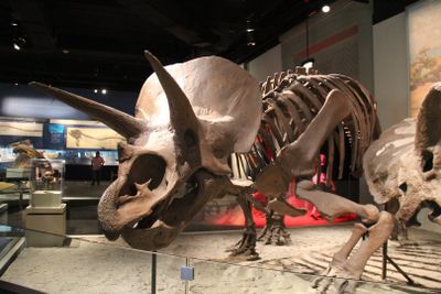 Chicago: Field Museum of Natural History Audio Tour