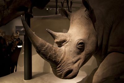 Edinburgh: National Museum of Scotland Audio Tour - photo 2