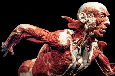 Berlin: BODY WORLDS Ticket