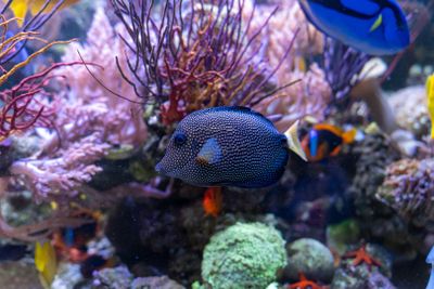 The Dallas World Aquarium: In-App Audio Tour through the Sea World - photo 2