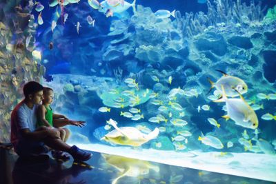 The Dallas World Aquarium: In-App Audio Tour through the Sea World