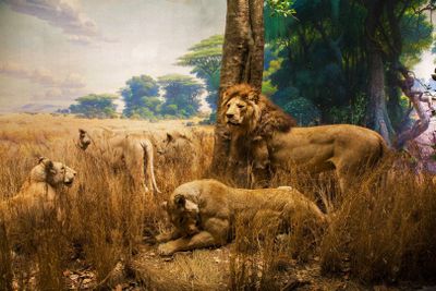 American Museum of Natural History: Entrance Ticket