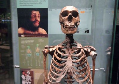 American Museum of Natural History: Entrance Ticket - photo 2