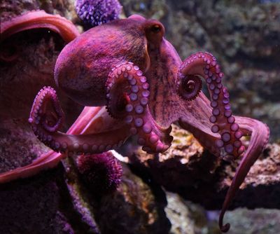 Aquarium de Paris: Entrance Ticket - photo 2