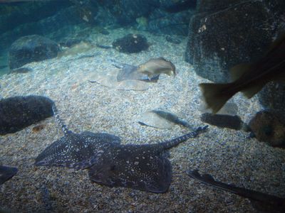 SEA LIFE Berlin: Entrance Ticket