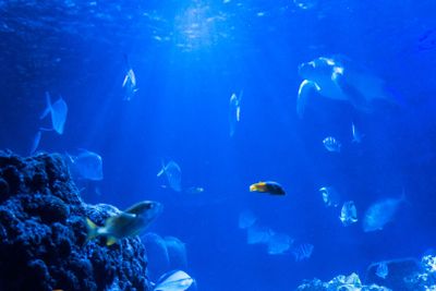 SEA LIFE Berlin: Entrance Ticket - photo 2