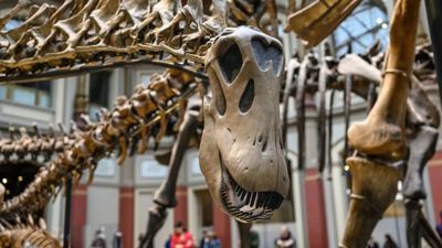 Berlin: Natural History Museum Ticket - photo 2