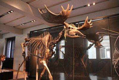 Berlin: Neues Museum Entrance Ticket - photo 2