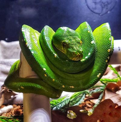 Franklin Drive Thru Safari: Входной билет