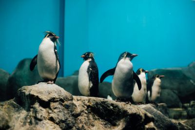 Подводный мир Лангкави: Входной билет