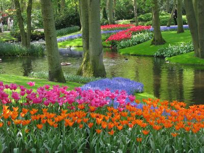 Keukenhof: Entry Ticket