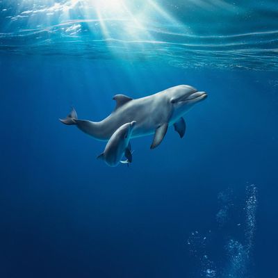 Aquarium of Genoa: Skip The Line Ticket