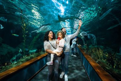 Loro Parque: Entry Ticket