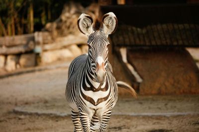 Parco Natura Viva: Open Date Ticket - photo 2