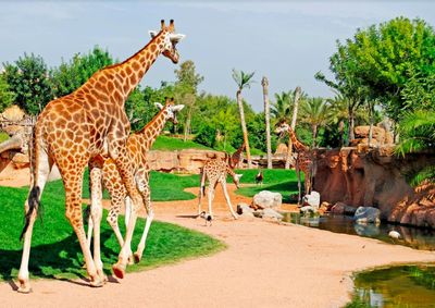 Bioparc Valencia: Fast Track Ticket