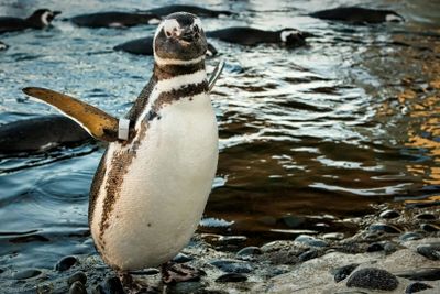 Aquarium of the Pacific: Skip The Line Ticket - photo 2