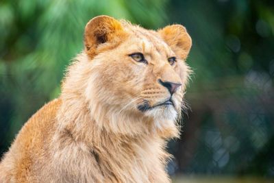 Amnéville Zoo: Fast Track Ticket - photo 2