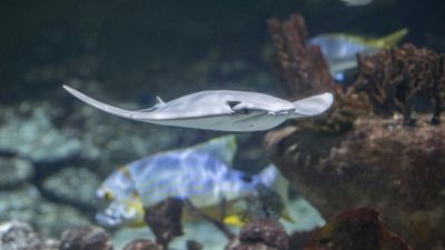 Seaquarium Le Grau-du-Roi: Entry Ticket