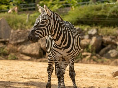 Colchester Zoo: Entry Ticket