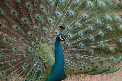 Lisbon Zoo: Fast Track Ticket - photo 2