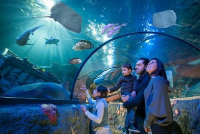 Gardaland SEA LIFE Aquarium: Entry Ticket