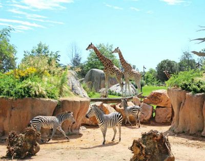 Zoom Torino: Entry Ticket