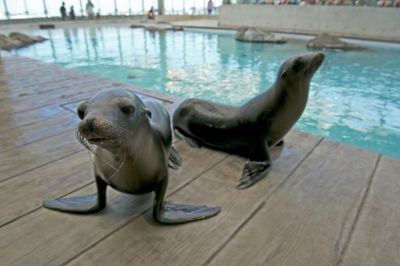 New England Aquarium: Entry Ticket - photo 2
