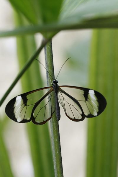 Benalmadena Butterfly Park: Entry Ticket - photo 2