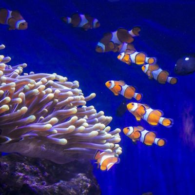 Barcelona Aquarium: Flexi-Ticket