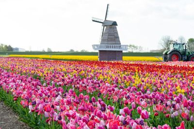 The Tulip Barn: Entry Ticket - photo 2
