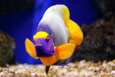 Oniria Aquarium: Entry Ticket - photo 2