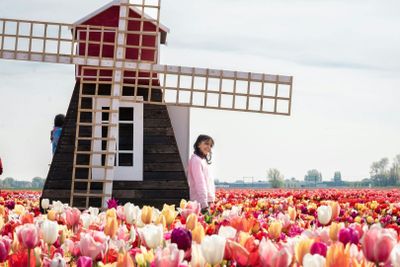 Tulip Experience Amsterdam: Entry Ticket