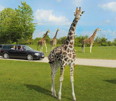 Givskud Zoo - Zootopia: Entry Ticket