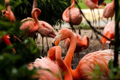 Flamingo Gardens: Skip The Line Ticket