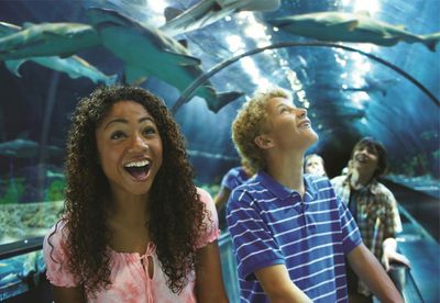 SeaWorld Orlando: Entry Ticket with Optional Quick Queue - photo 2