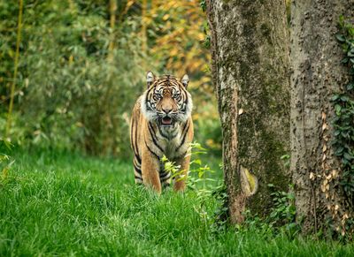 Nashville Zoo at Grassmere: Fast Track Ticket