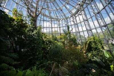Cockrell Butterfly Center at the Houston Museum of Natural Science: Entry Ticket - photo 2