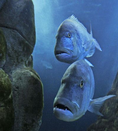 Aquarium of Cala Gonone: Entry Ticket - photo 2