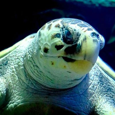 Lanzarote Aquarium: Skip The Line Ticket