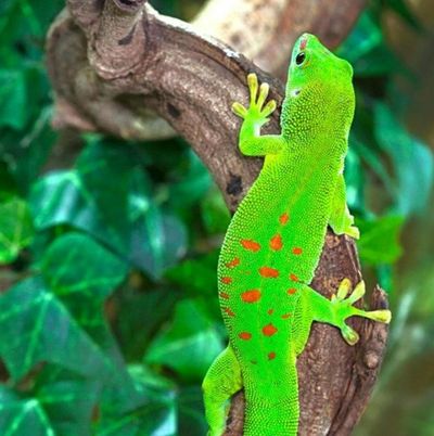 Planet Exotica: Entry Ticket