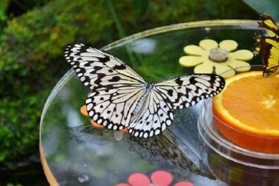 Dubai Butterfly Garden: Entry Ticket