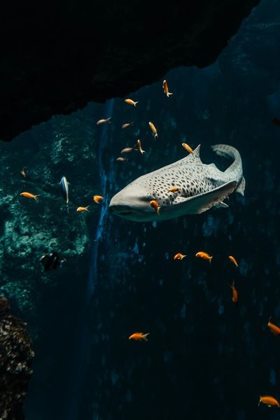 Aquarium du Grand Lyon: Entry Ticket - photo 2