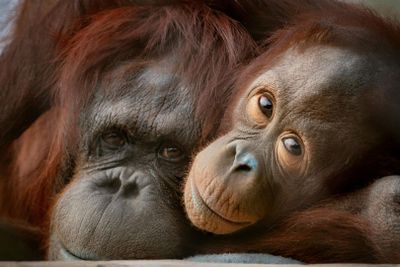 Phoenix Zoo: Entry Ticket - photo 2