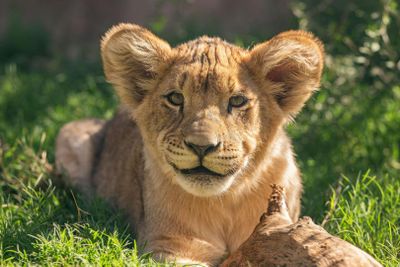 Phoenix Zoo: Entry Ticket