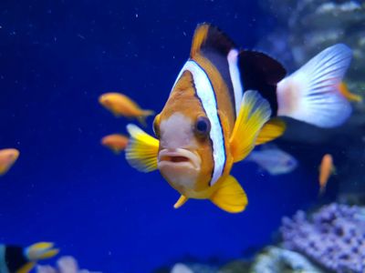 Aquarium of Naples: Entry Ticket