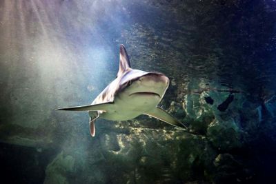 SEA LIFE Brighton: Standard Ticket - photo 2