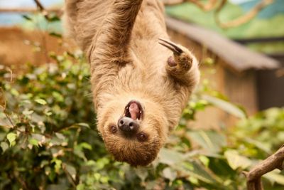 ZooParc Overloon: Entry Ticket - photo 2